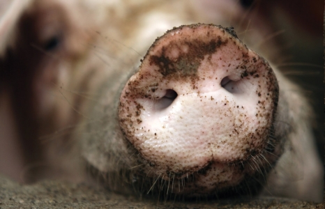 Greedy Bastards ... Or How Wall Street's Trillion Dollar Troughers Sucked Us All Dry