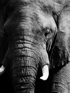 The Guardian of All Things